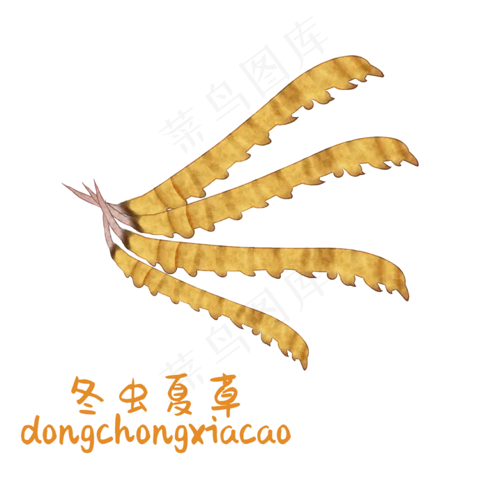 手绘彩色中药冬虫夏草装饰画,免抠元素(2362*2362px 300 dpi )psd模版下载