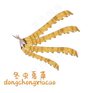 手绘彩色中药冬虫夏草装饰画,免抠元素