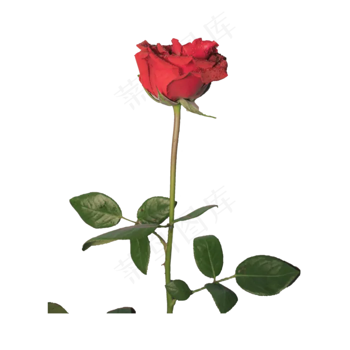 玫瑰花（png免抠）(2000*2000px 72 dpi )psd模版下载