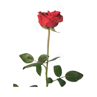 玫瑰花（png免抠）