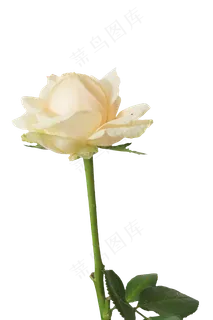 黄色玫瑰花 黄色玫瑰花