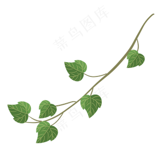 绿色树叶常春藤叶子