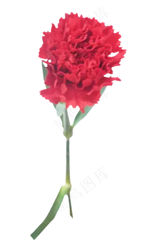 一支康乃馨