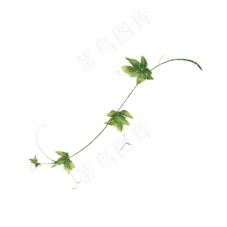 小清新藤蔓树叶免抠