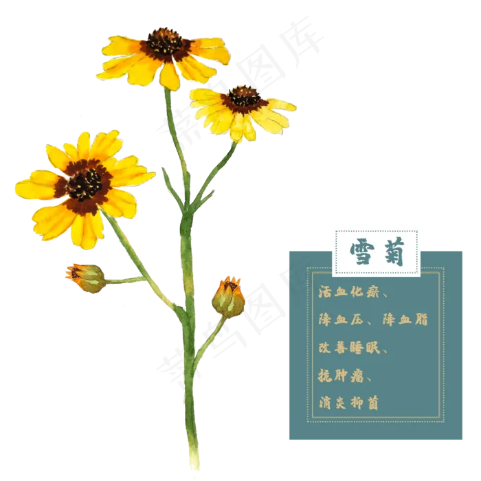 雪菊花类中草药水彩植物花卉(2500X2500(DPI:300))psd模版下载