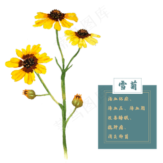 雪菊花类中草药水彩植物花卉