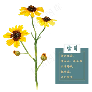 雪菊花类中草药水彩植物花卉
