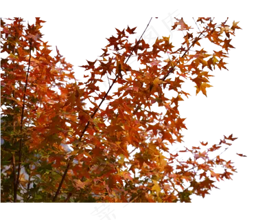 秋季植物枫叶,免抠元素