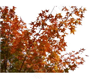 秋季植物枫叶,免抠元素