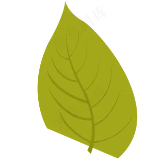 绿叶的绿色春季植物