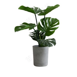 卡通盆栽鲜花下载 卡通盆栽鲜花下载