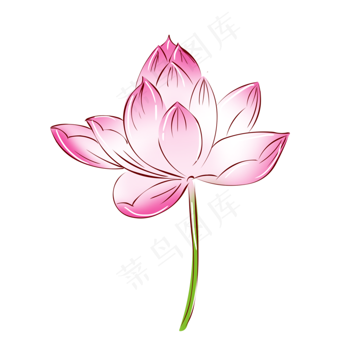 植物荷花莲花