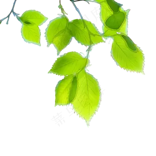 树叶漂浮绿叶清新