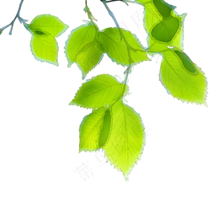 树叶漂浮绿叶清新