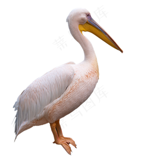 白色水鸟实物,免抠元素