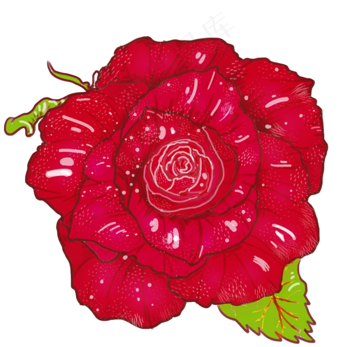 手绘红玫瑰花透明底花朵素材元素(1024X1024(DPI:300))psd模版下载