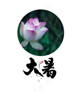 大暑节气莲花花朵