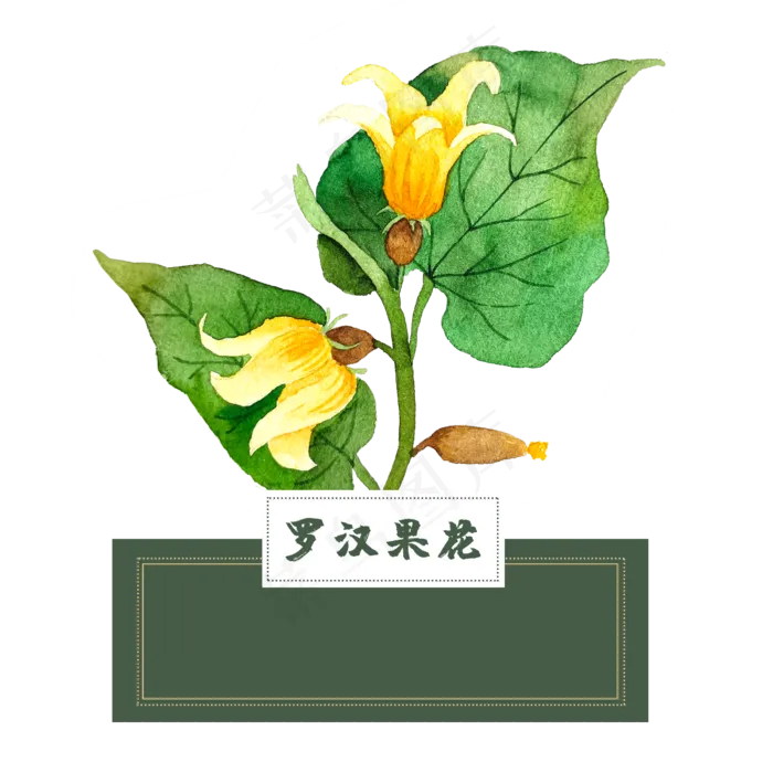花类中草药罗汉果花泡水水彩(2500X2500(DPI:300))psd模版下载