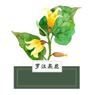花类中草药罗汉果花泡水水彩