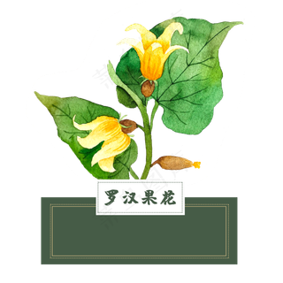 花类中草药罗汉果花泡水水彩