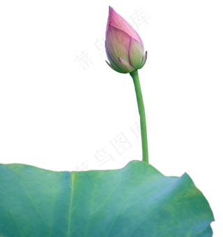 含苞待放的荷花