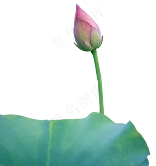 含苞待放的荷花