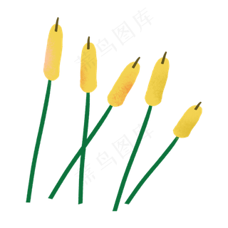 黄色的芦苇