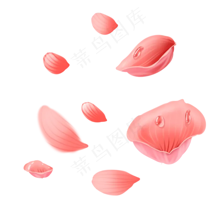 水滴散落玫瑰花瓣(2000X2000(DPI:299))psd模版下载