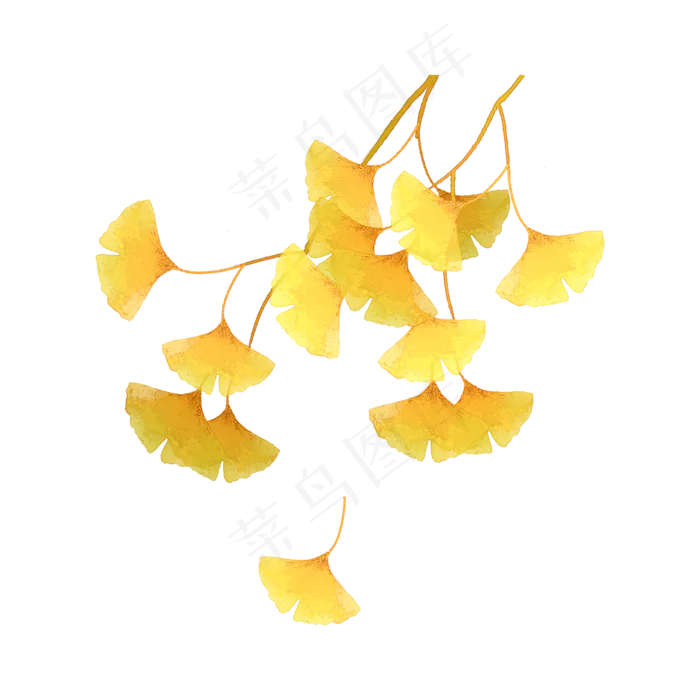 银杏枝叶秋天树枝(2000X2000(DPI:300))psd模版下载