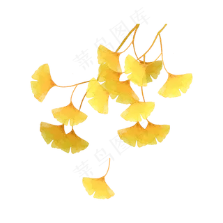 银杏枝叶秋天树枝