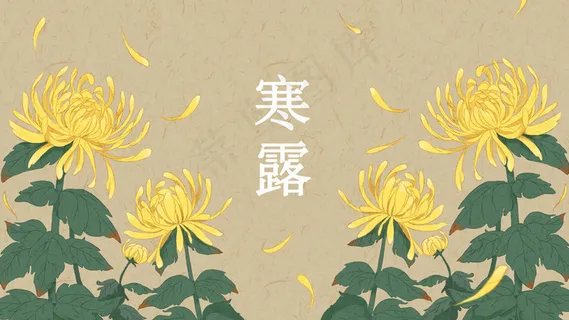 寒露节气秋菊意境花卉 寒露节气秋菊意境花卉