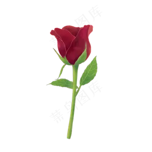 玫瑰花