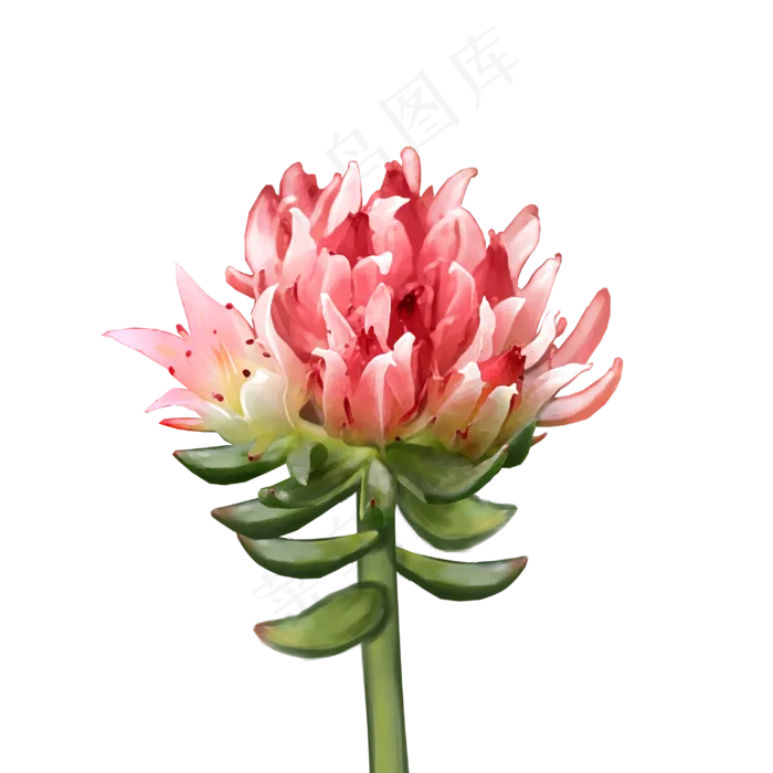 水彩药材红景天(3000X3000(DPI:300))psd模版下载