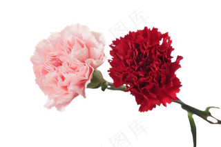 康乃馨鲜花