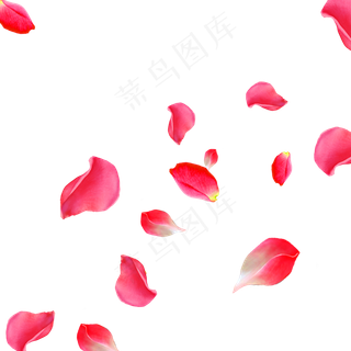 漂浮花瓣,免抠元素