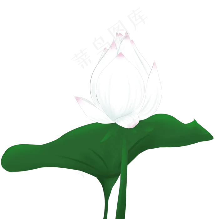 夏季节气荷花荷叶(2000X2000(DPI:300))psd模版下载