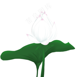 夏季节气荷花荷叶