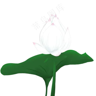 夏季节气荷花荷叶