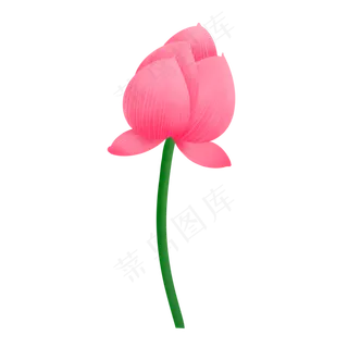 含苞待放单朵粉色荷花