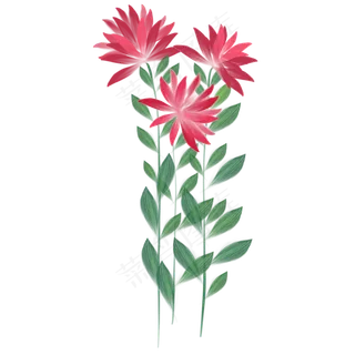红色花卉