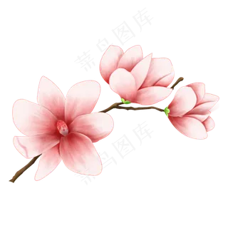 一枝粉红色的玉兰花,免抠元素