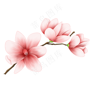 一枝粉红色的玉兰花,免抠元素