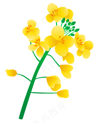 矢量免扣卡通油菜花,免抠元素