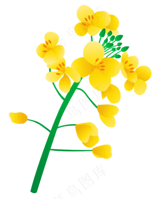 矢量免扣卡通油菜花,免抠元素