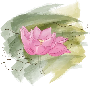 荷花手绘水彩小清新粉色线条国画