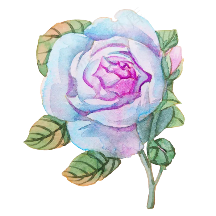 蓝色玫瑰蔷薇植物(2000X2000(DPI:300))psd模版下载