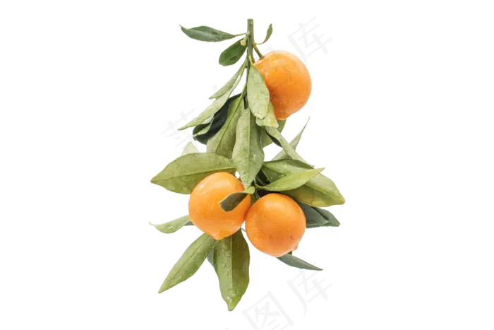 成熟桔子水果(3000*2000px 300 dpi )