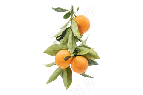 成熟桔子水果