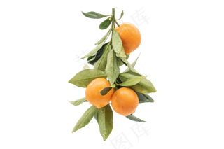 成熟桔子水果