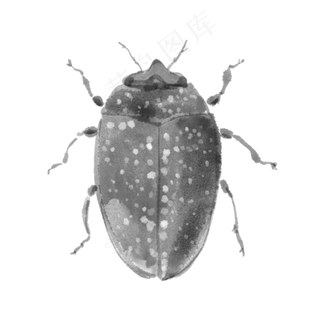 水墨水彩臭屁虫